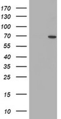 SENP2 Monoclonal Antibody (OTI1F7), TrueMAB , OriGene 100 &mu;L; Unconjugated:Antibodies,