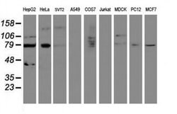 SENP2 Monoclonal Antibody (OTI1F7), TrueMAB , OriGene 100 &mu;L; Unconjugated:Antibodies,