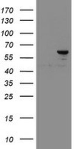 SENP2 Mouse anti-Human, Clone: OTI5G8, lyophilized, TrueMAB 100 &mu;g;