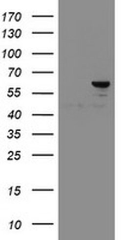 SENP2 Monoclonal Antibody (OTI5G8), TrueMAB , OriGene 100 &mu;L; Unconjugated:Antibodies,