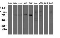 SENP2 Monoclonal Antibody (OTI3E7), TrueMAB , OriGene 100 &mu;L; Unconjugated:Antibodies,