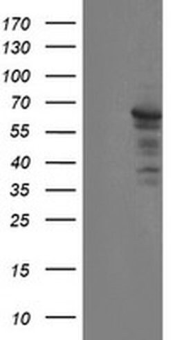 SENP2 Monoclonal Antibody (OTI3B12), TrueMAB , OriGene 100 &mu;L; Unconjugated:Antibodies,