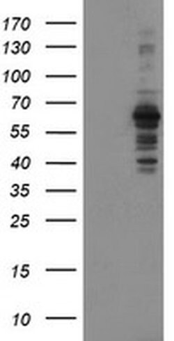 SENP2 Monoclonal Antibody (OTI1D4), TrueMAB , OriGene 100 &mu;L; Unconjugated:Antibodies,