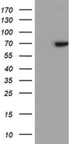 SENP2 Monoclonal Antibody (OTI5E1), TrueMAB , OriGene 100 &mu;L; Unconjugated:Antibodies,