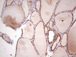 SENP8 Mouse anti-Human, Clone: OTI3E4, lyophilized, TrueMAB 100 &mu;g;