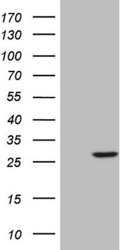 SENP8 Mouse anti-Human, Clone: OTI3E4, lyophilized, TrueMAB 100 &mu;g;