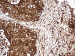 SERBP1 Mouse anti-Canine, Human, Mouse, Rat, Clone: OTI4G2, liquid, TrueMAB