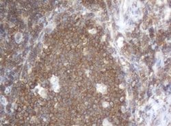 SERBP1 Mouse anti-Canine, Human, Mouse, Rat, Clone: OTI4G2, liquid, TrueMAB