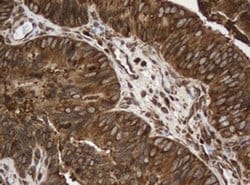 SERBP1 Mouse anti-Canine, Human, Mouse, Rat, Clone: OTI4G2, liquid, TrueMAB