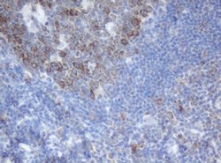 SERBP1 Monoclonal Antibody (OTI4F8), TrueMAB , OriGene 100 &mu;L; Unconjugated:Antibodies,