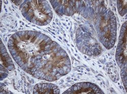 SERBP1 Monoclonal Antibody (OTI4F8), TrueMAB , OriGene 100 &mu;L; Unconjugated:Antibodies,