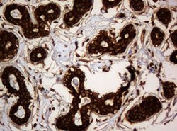 SERBP1 Monoclonal Antibody (OTI1E7), TrueMAB , OriGene 100 &mu;L; Unconjugated:Antibodies,
