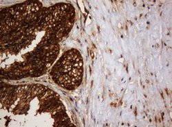 SERBP1 Monoclonal Antibody (OTI1E7), TrueMAB , OriGene 100 &mu;L; Unconjugated:Antibodies,