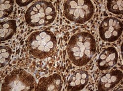 SERBP1 Monoclonal Antibody (OTI1E7), TrueMAB , OriGene:Antibodies:Primary