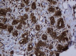 SERBP1 Monoclonal Antibody (OTI2E11), TrueMAB , OriGene 100 &mu;L; Unconjugated:Antibodies,