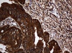 SERBP1 Monoclonal Antibody (OTI2E11), TrueMAB , OriGene 100 &mu;L; Unconjugated:Antibodies,