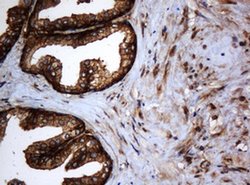 SERBP1 Monoclonal Antibody (OTI2E11), TrueMAB , OriGene 100 &mu;L; Unconjugated:Antibodies,