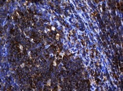 SERBP1 Monoclonal Antibody (OTI2E11), TrueMAB , OriGene 100 &mu;L; Unconjugated:Antibodies,