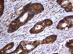 SERBP1 Monoclonal Antibody (OTI2E11), TrueMAB , OriGene 100 &mu;L; Unconjugated:Antibodies,