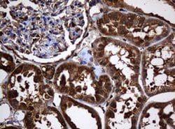 SERBP1 Monoclonal Antibody (OTI2E11), TrueMAB , OriGene 100 &mu;L; Unconjugated:Antibodies,