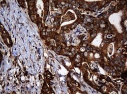 SERBP1 Monoclonal Antibody (OTI2E11), TrueMAB , OriGene 100 &mu;L; Unconjugated:Antibodies,