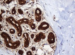 SERBP1 Mouse anti-Human, Clone: OTI2C11, lyophilized, TrueMAB 100 &mu;g;