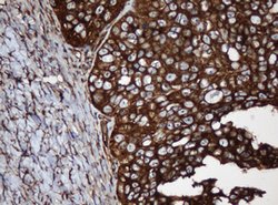 SERBP1 Mouse anti-Human, Clone: OTI2C11, lyophilized, TrueMAB 100 &mu;g;