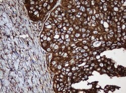 SERBP1 Monoclonal Antibody (OTI2C11), TrueMAB , OriGene 100 &mu;L; Unconjugated:Antibodies,