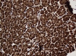 SERBP1 Mouse anti-Human, Clone: OTI2C11, lyophilized, TrueMAB 100 &mu;g;