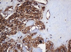 SERBP1 Mouse anti-Human, Clone: OTI2C11, lyophilized, TrueMAB 100 &mu;g;