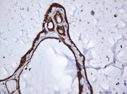 SERBP1 Mouse anti-Human, Clone: OTI2C11, lyophilized, TrueMAB 100 &mu;g;