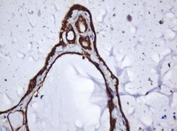 SERBP1 Monoclonal Antibody (OTI2C11), TrueMAB , OriGene 100 &mu;L; Unconjugated:Antibodies,