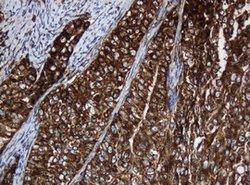 SERBP1 Mouse anti-Human, Clone: OTI2C11, lyophilized, TrueMAB 100 &mu;g;
