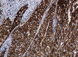 SERBP1 Monoclonal Antibody (OTI2C11), TrueMAB , OriGene 100 &mu;L; Unconjugated:Antibodies,