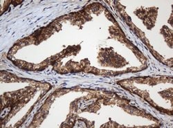 SERBP1 Mouse anti-Human, Clone: OTI2C11, lyophilized, TrueMAB 100 &mu;g;