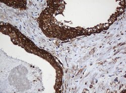 SERBP1 Mouse anti-Human, Clone: OTI2C11, lyophilized, TrueMAB 100 &mu;g;