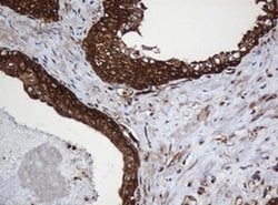 SERBP1 Monoclonal Antibody (OTI2C11), TrueMAB , OriGene 100 &mu;L; Unconjugated:Antibodies,