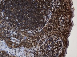SERBP1 Mouse anti-Human, Clone: OTI2C11, lyophilized, TrueMAB 100 &mu;g;