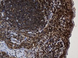 SERBP1 Monoclonal Antibody (OTI2C11), TrueMAB , OriGene 100 &mu;L; Unconjugated:Antibodies,