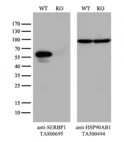 SERBP1 Monoclonal Antibody (OTI1E7), TrueMAB , OriGene 30 &mu;L; Unconjugated:Antibodies,