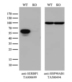 SERBP1 Monoclonal Antibody (OTI2E11), TrueMAB , OriGene 30 &mu;L | Buy Online | Origene Technologies | Fisher Scientific