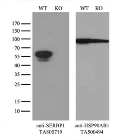 SERBP1 Monoclonal Antibody (OTI2C11), TrueMAB , OriGene 30 &mu;L | Buy Online | Origene Technologies | Fisher Scientific