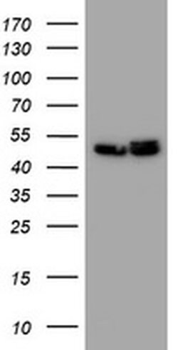 SERBP1 Mouse anti-Canine, Human, Mouse, Rat, Clone: OTI4G2, liquid, TrueMAB