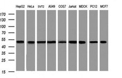 SERBP1 Mouse anti-Canine, Human, Mouse, Rat, Clone: OTI4G2, liquid, TrueMAB