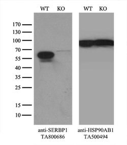 SERBP1 Mouse anti-Canine, Human, Mouse, Rat, Clone: OTI4G2, liquid, TrueMAB