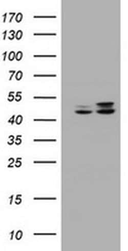 SERBP1 Monoclonal Antibody (OTI4F8), TrueMAB , OriGene 100 &mu;L; Unconjugated:Antibodies,