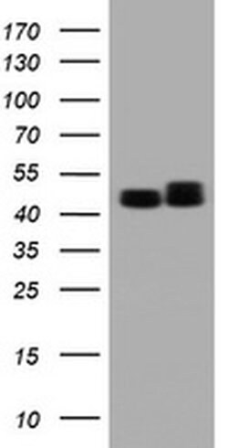 SERBP1 Monoclonal Antibody (OTI2E11), TrueMAB , OriGene 100 &mu;L; Unconjugated:Antibodies,