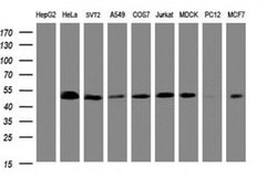 SERBP1 Monoclonal Antibody (OTI2E11), TrueMAB , OriGene 100 &mu;L; Unconjugated:Antibodies,