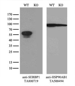 SERBP1 Mouse anti-Human, Clone: OTI2C11, lyophilized, TrueMAB 100 &mu;g;