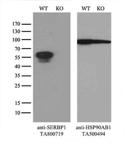 SERBP1 Monoclonal Antibody (OTI2C11), TrueMAB , OriGene 100 &mu;L; Unconjugated:Antibodies,